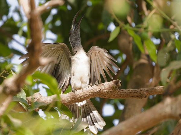 <h3><a href="/trips/gambia/biota/animalia/chordata/aves/038 bucerotiformes/003 bucerotidae/tockus fasciatus/tockus fasciatus-nl.html">Tockus&nbsp;fasciatus</a> / African&nbsp;pied&nbsp;hornbill / Bonte&nbsp;tok</h3>OM-1 Mark II met OLYMPUS M.150-400mm F4.5, 1/2000 sec  bij F4.5, ISO 3200, afstand 16.5&nbsp;m